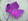 Purple_leaf
