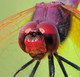 Dragonfly_red