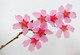 Blossom_pink